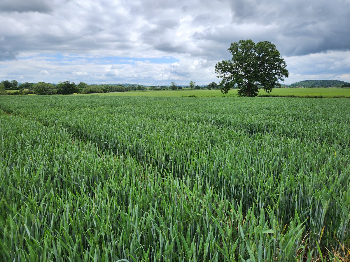 willynic's tweet image. Obligatory dull selfie whilst out looking at one of @SipcamUK fungicide trials in Gloucestershire yesterday. Septoria prominent in lower untreated canopy at present. Good to keep my trial eye in from time to time anyway!
 
#sipcamUK #winterwheat #fungicide #vertipin