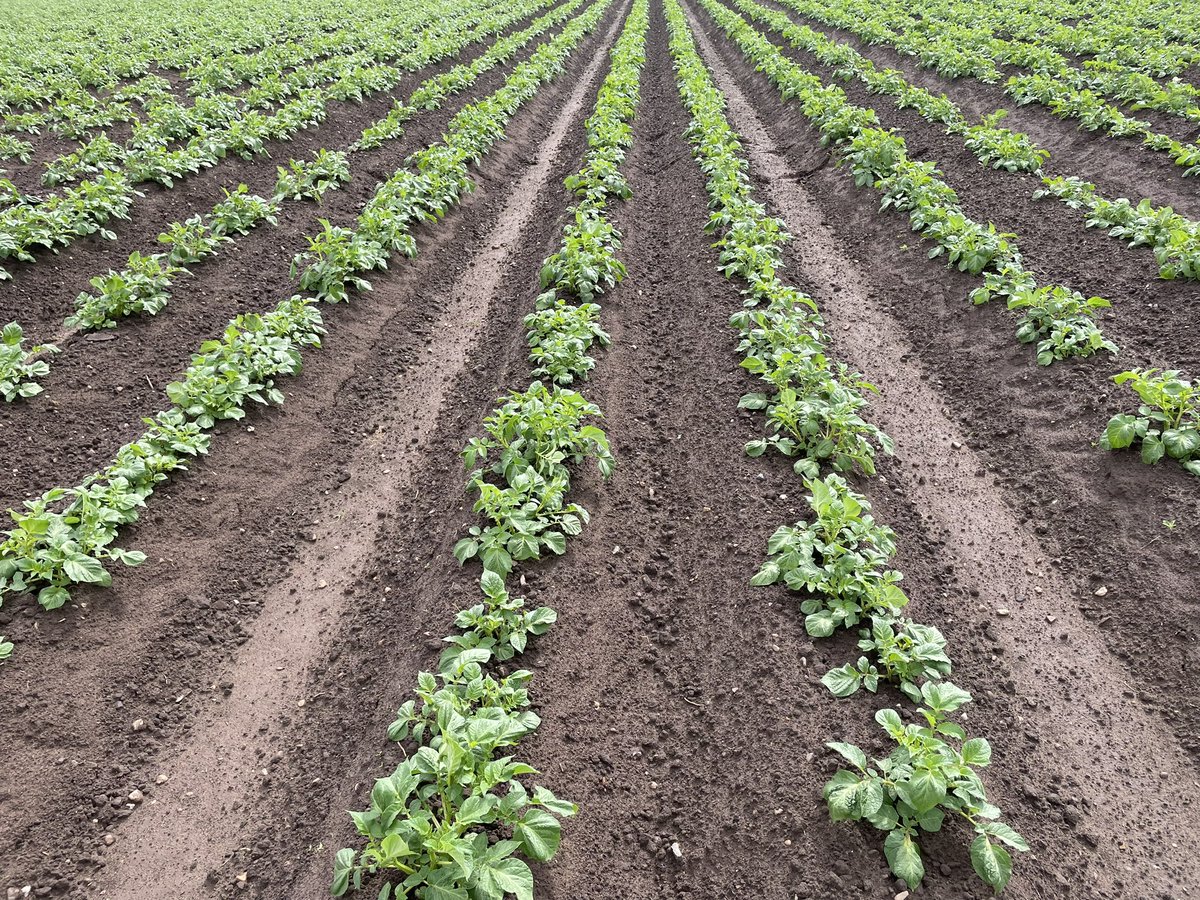 Produce Solutions (@producesolution) on Twitter photo #InternationalDayofPotato a crop of Twinner, just going into tuber initiation, being grown organically to make good use of it’s innate late blight resistance <a href="/agricopotatoes/">Agricopotatoes</a> #InternationalDayofPotato a crop of Twinner, just going into tuber initiation, being grown organically to make good use of it’s innate late blight resistance <a href="/agricopotatoes/">Agricopotatoes</a>