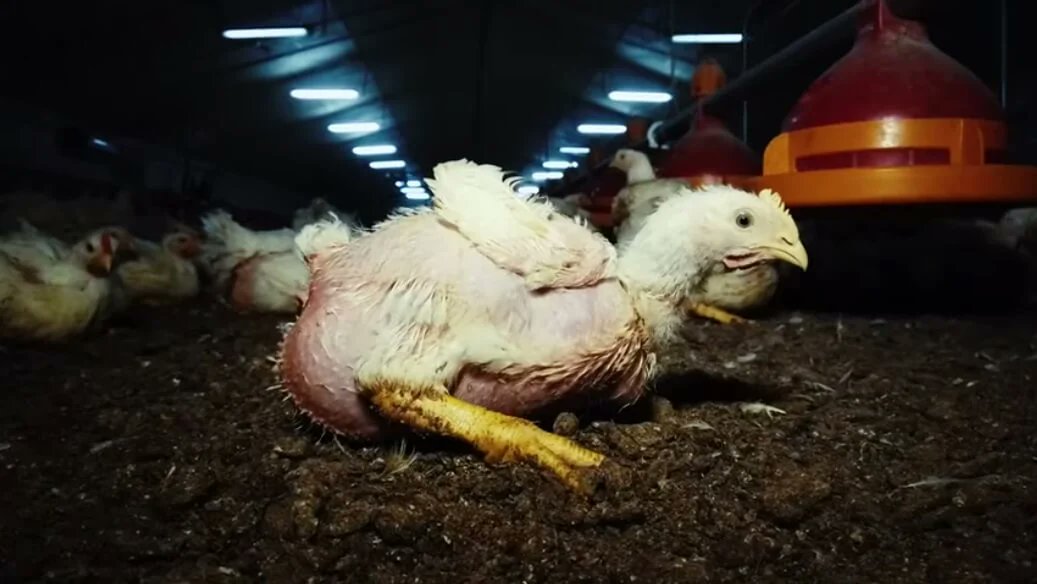 84% des Français sont CONTRE l'élevage intensif🐔 Et pourtant chaque année en France ce sont environ 850 millions de poulets qui sont élevés pour leur chair, et 83% le sont dans des élevages intensifs.