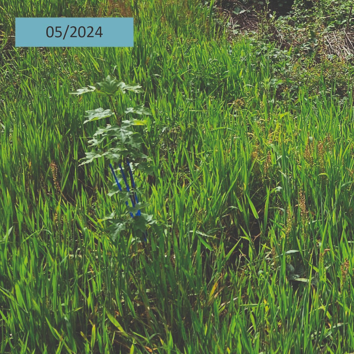 🌱En 02/2022, près de 4000 arbres ont été plantés à Sainte Geneviève des Bois (45) pour remplacer un peuplement dépérissant de 2,5 ha. Essences plantées : Pins laricio, Chênes sessiles, Charmes, Alisiers, Merisiers, Pommiers sauvages
👉Découvrez  son évolution en images !