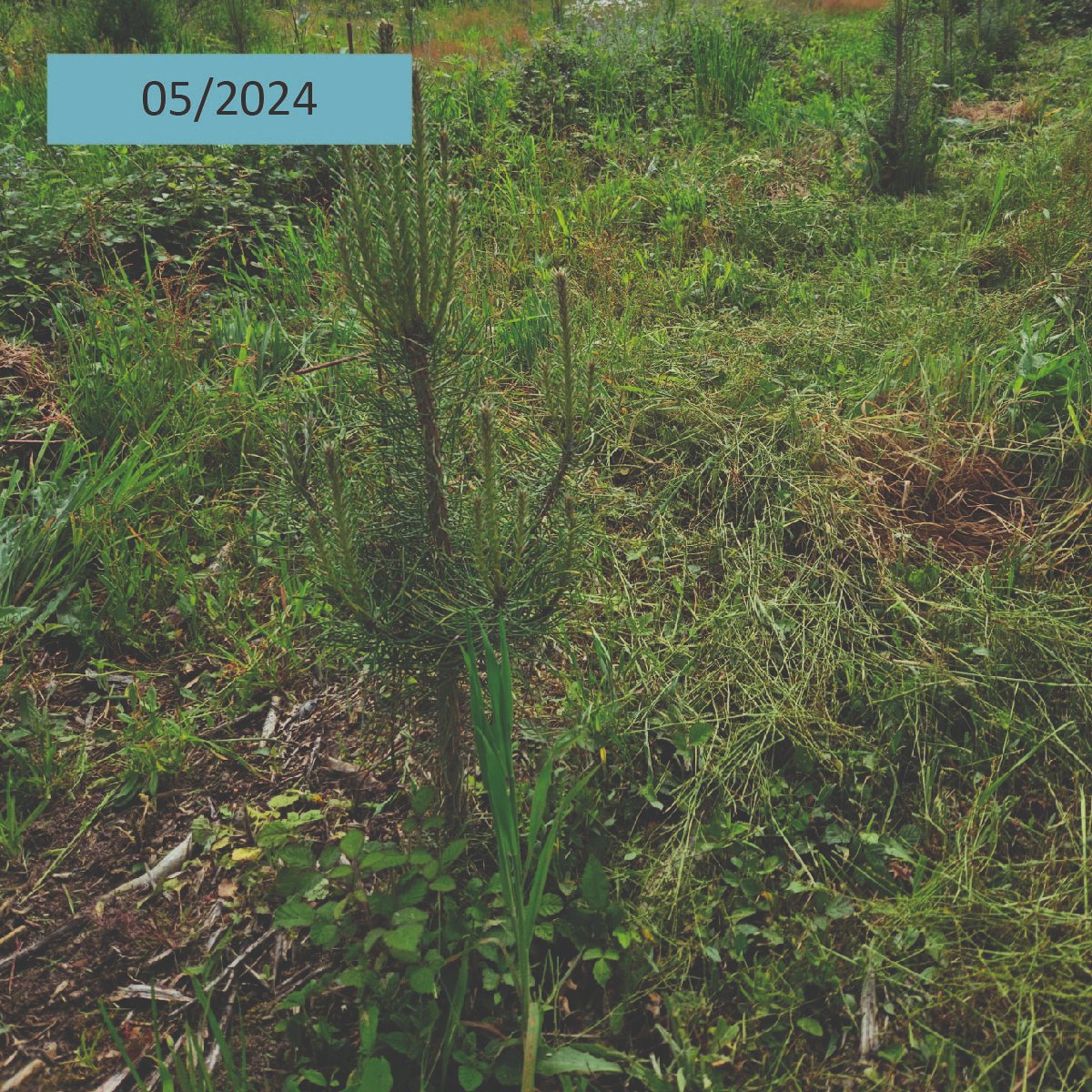 AssoDuramen's tweet photo. 🌱En 02/2022, près de 4000 arbres ont été plantés à Sainte Geneviève des Bois (45) pour remplacer un peuplement dépérissant de 2,5 ha. Essences plantées : Pins laricio, Chênes sessiles, Charmes, Alisiers, Merisiers, Pommiers sauvages
👉Découvrez  son évolution en images ! https://t.co/bC4HxbZks6