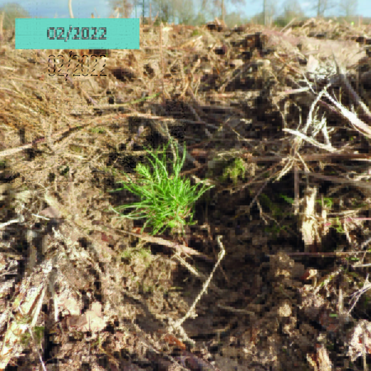 AssoDuramen's tweet photo. 🌱En 02/2022, près de 4000 arbres ont été plantés à Sainte Geneviève des Bois (45) pour remplacer un peuplement dépérissant de 2,5 ha. Essences plantées : Pins laricio, Chênes sessiles, Charmes, Alisiers, Merisiers, Pommiers sauvages
👉Découvrez  son évolution en images ! https://t.co/bC4HxbZks6