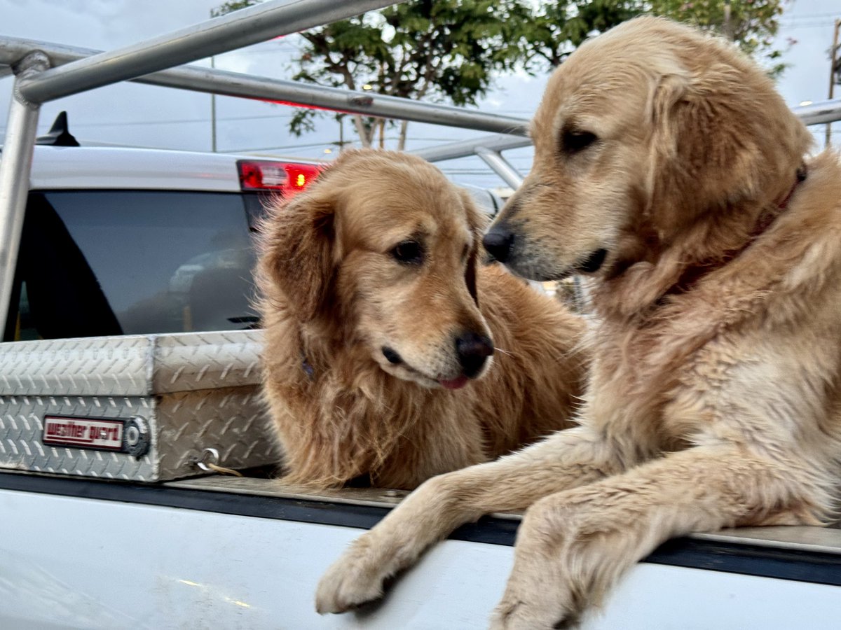 Maui and his son, Piko, wait patiently in their truck while their dad grabs some Korean takeout in Kapahulu. That’s right, it’s THEIR truck. LOOK AT THEM. 💛