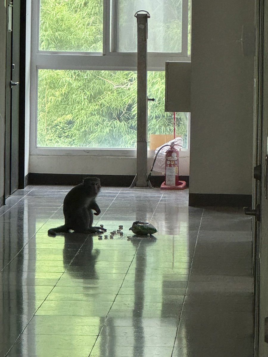 JenHauYang's tweet photo. At NSYSU in Taiwan, it’s really common to see monkeys sneaking into buildings for snacks.

But THIS IS ON 5th FLOOR!! https://t.co/3I26EMlqLu