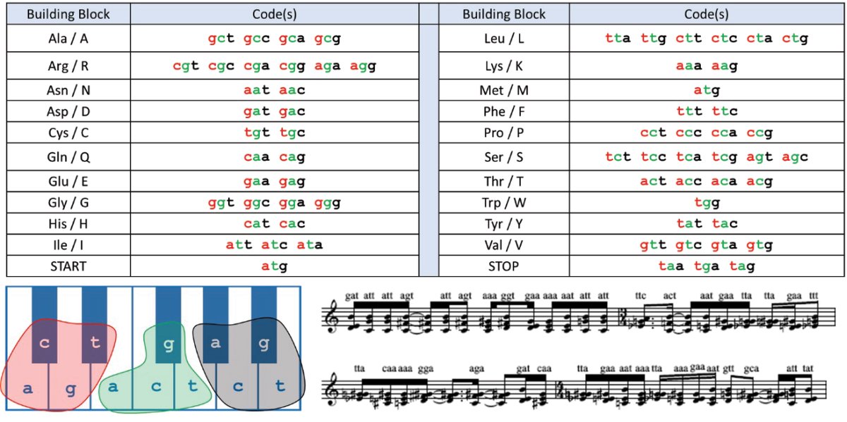 Converting biological data to sound for #PublicEngagement with #STEM. #Sonification of protein sequence, codon optimization, protein structure and algorithmic remixes of riot grrl music. doi.org/10.1186/s12052…
<a href="/SBSatEd/">Biological Sciences | University of Edinburgh</a> <a href="/rncmlive/">Royal Northern College of Music</a> <a href="/SchoolofBiology/">School of Biology</a> @N_B_Project <a href="/OfficialUoM/">The University of Manchester</a>