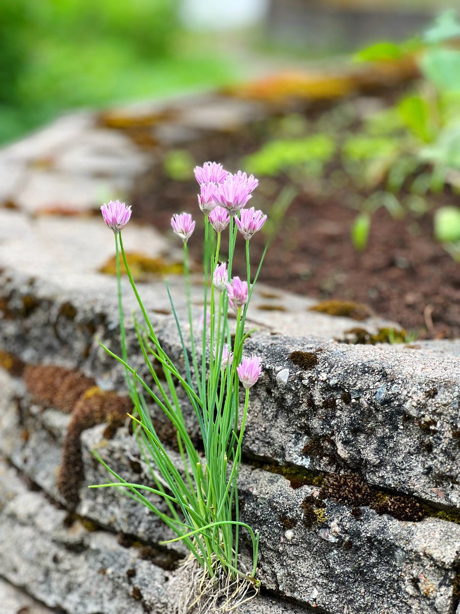 Kasvimaan kukkijoita. #Foibekartano #Yhteisöpuutarha #kasvimaa #GreenCare