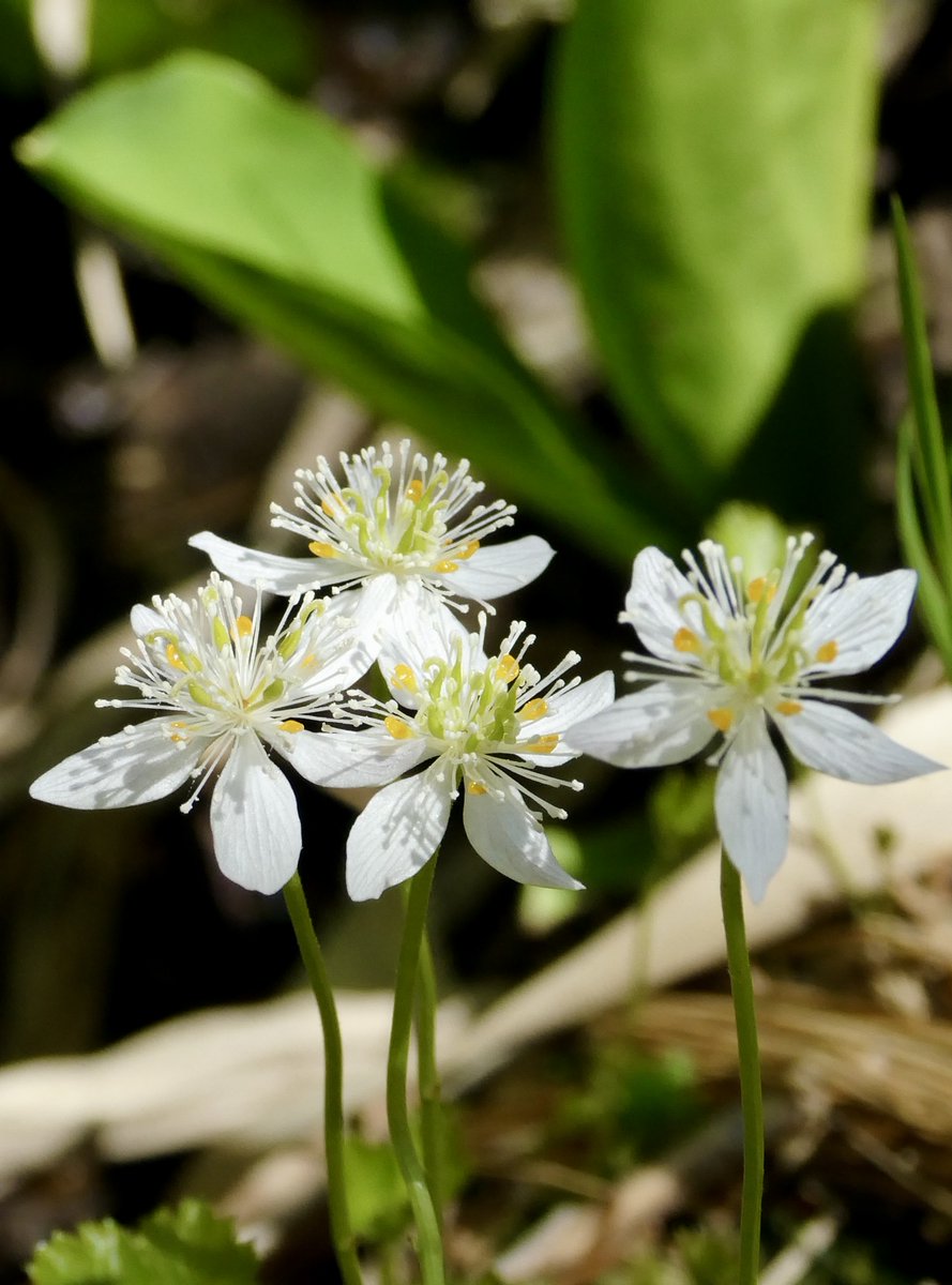 色も、姿も美しいミツバオウレン
八幡平大沼にて
【花言葉：栄誉】
#ミツバオウレン #八幡平 #高山植物