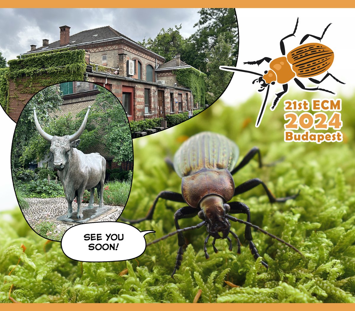 All preparations are done. ✅ 🪲
Have a safe trip to Budapest and see you on Monday at the University of Veterinary Medicine.
#21stECM #carabids2024