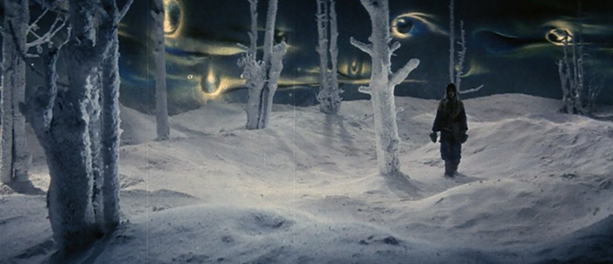 Amorphophallus 🦖 tweet media