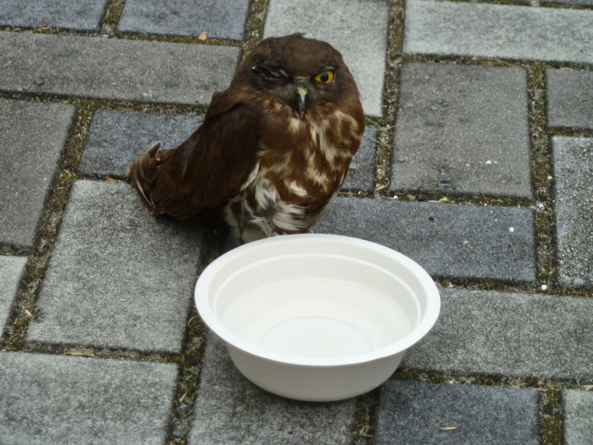 Urayasu_HAL's tweet photo. 逃げる前に写真を撮った方に写真をもらいました。
顎の下をヨシヨシ撫でさせた様なので、人に飼われていたと思われます。

飼い主さん、見つかります様に👏

#ミミズク　#迷い鳥　#浦安市 https://t.co/q4Mla7aOIk