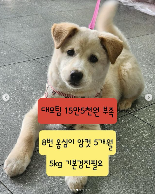 dlskdldpdlqejr's tweet photo. 옹심이 평생 가족 찾아요~
냥이파 내 인생 첫 강쥐 대모 신청하게 한 사진

함안군보호소에서 안락사당할뻔했어요ㅠㅠㅠ
(아직 구조 못한 강쥐들이 많지만...ㅠ)
입양 문의: 카톡 아이디 uuuna08
#강아지 #믹스견 #유기견 #입양홍보 #입양 #결연 #함안길천사_옹심 #adopt #AdoptMe #FosterMe #ongshimi https://t.co/EqHMPiFb1m