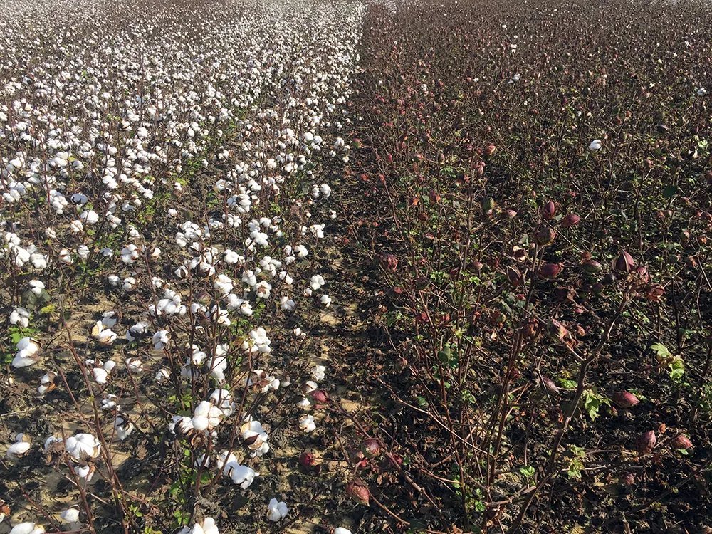 ← On the left GE Bt cotton. → Non-Bt cotton on the right. The technology has been responsible for reducing pesticide use by 97 per cent in the past 30 years. Why are some groups still advocating for the field on the right? abc.net.au/news/rural/202…