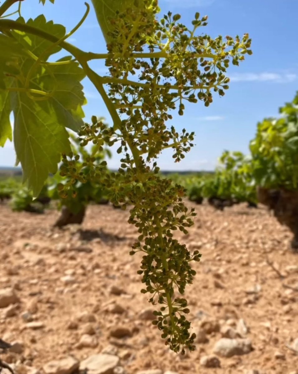 PLANAZO DE FINDE: El ☀️ ha adelantado la floración de la vid en nuestros viñedos y están 😍.
Acércate a dar una vuelta por la #RutadelVinodeLaMancha y observa bien de cerca las flores que darán el vino que te beberás el año que viene. Mola, eh? 😉 ¡Te esperamos!

📸@vinosclm