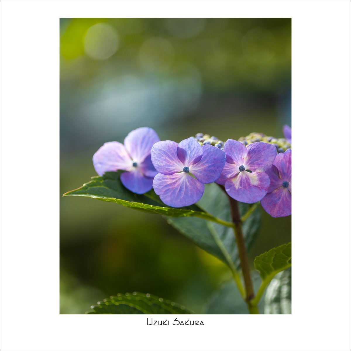 紫陽花
Canon Eos R
TAMRON SP AF90mm F2.8 Di MACRO 1:1 272E
#卯月写真まとめ #キリトリセカイ