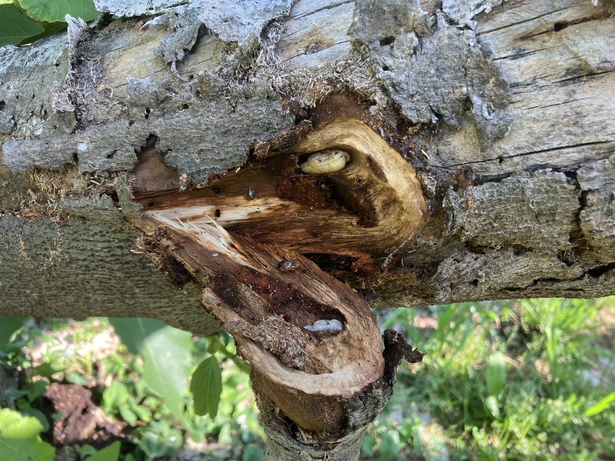 畑の見回りを日課にし始めたじゃ。
イチジクの枝で枯れ始めた枝があったじゃ。
誘引で引っ張ったのが原因かと思ったじゃが、押したら枝の根本から折れてしまったじゃ。
根本に、カミキリムシの幼虫が三匹もおったじゃ。
幼虫は、食えるそうじゃが、遠慮しとくじゃ。