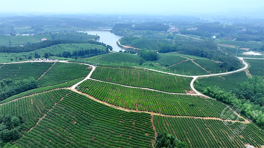 🍹Early summer vibes in #Chibi, #Hubei province!   🏡The local lush #teagarden is bursting with life. Sunlit tea leaves shimmer as a gentle breeze carries the soothing aroma. From above, the terraced tea fields look like nature's fingerprint. 

👨‍🌾Farmers are busy mechanizing the