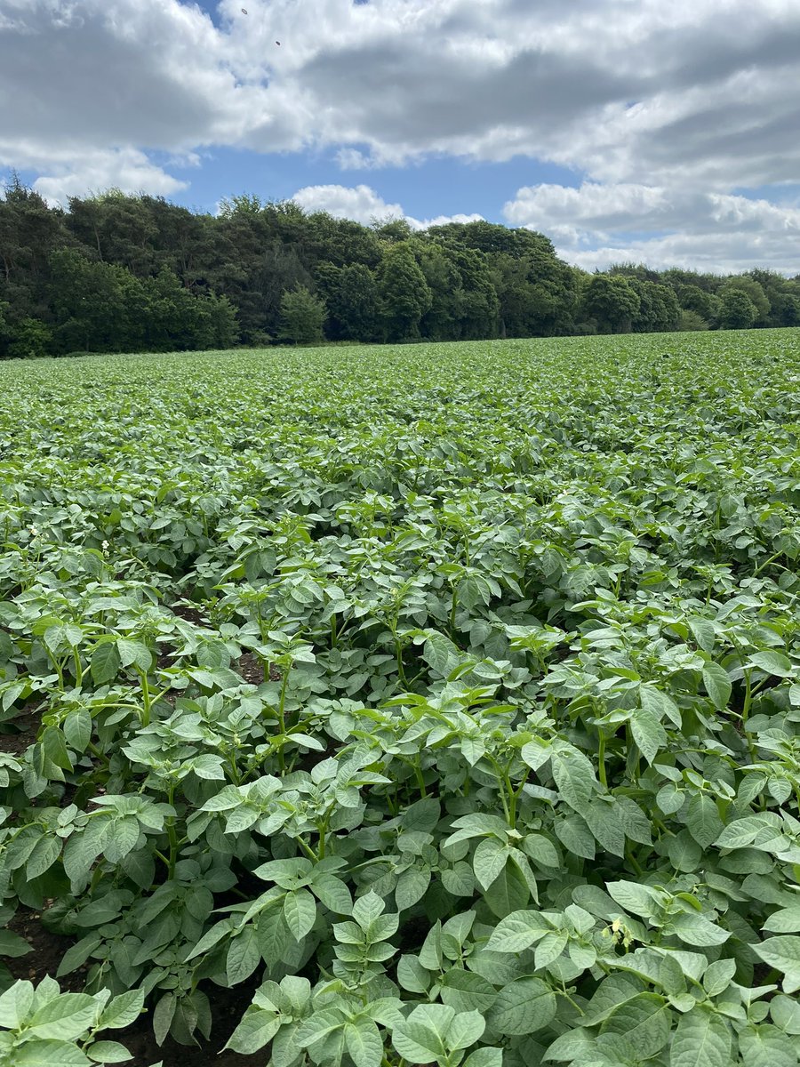 #InternationalDayOfPotato Challenger enjoying a little Norfolk sunshine 😊