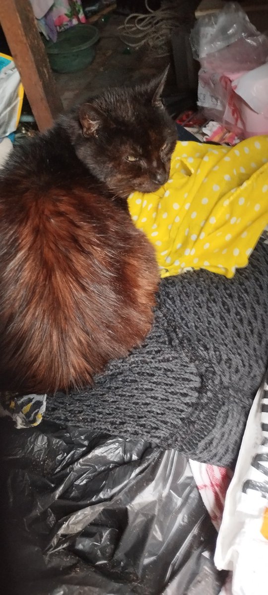 bichette71500's tweet photo. Voici mon Loulou qui est de retour vers moi depuis ce matin.💙
Toi Tintin le voleur de chat, tu as intérêt à ne plus toucher à mon chat.Voleur.!
La prochaine fois que tu voles mon chat,une plainte sera déposée contre toi.💙 https://t.co/va2VPMw0jS