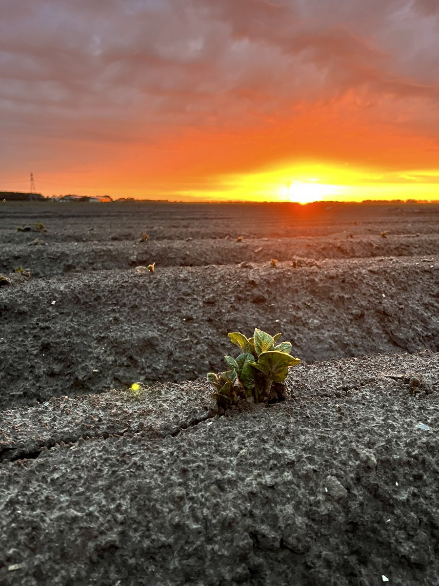 ptrholster's tweet image. #dagvandeaardappel