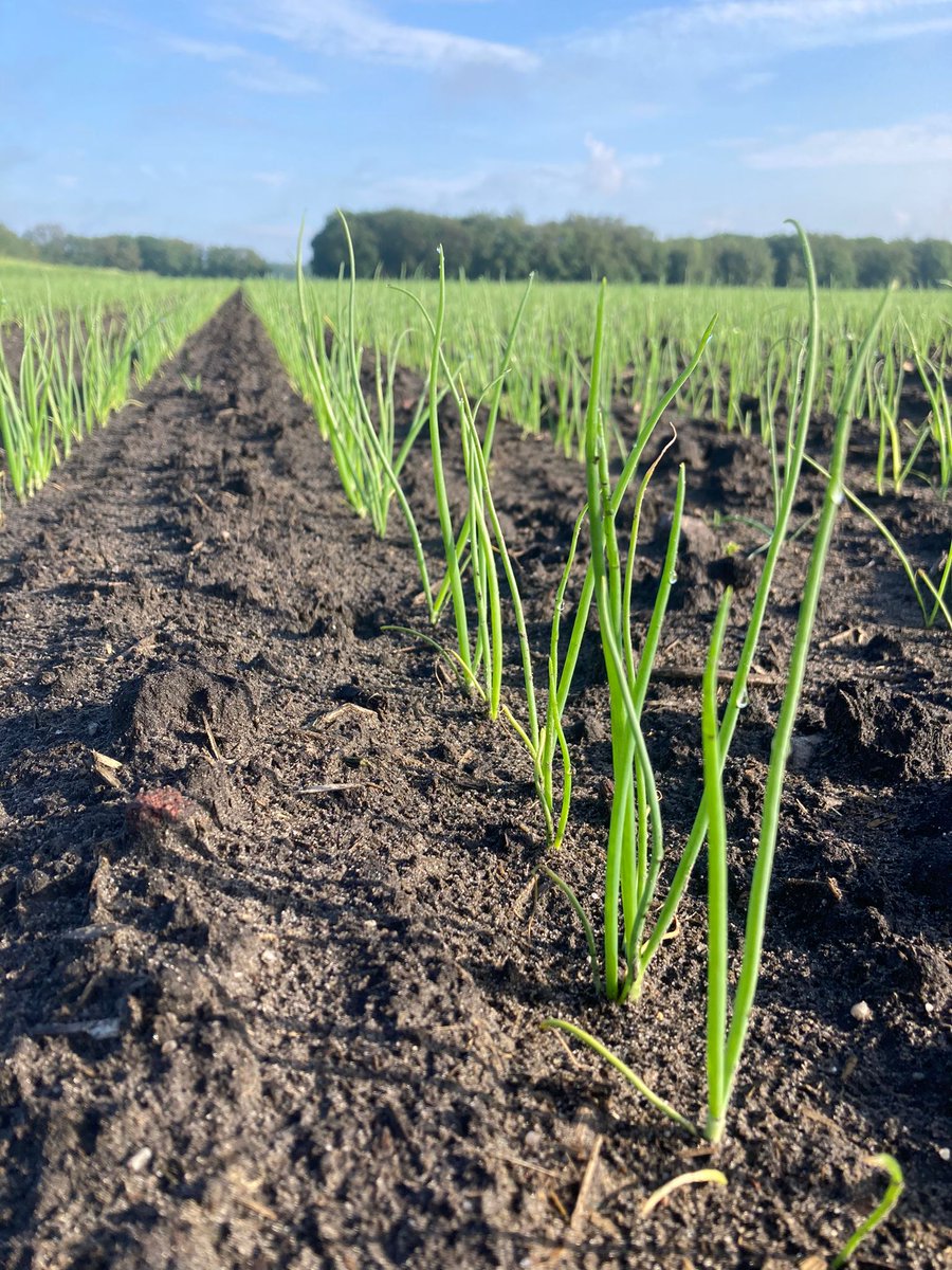 Hellen Lensing tweet media