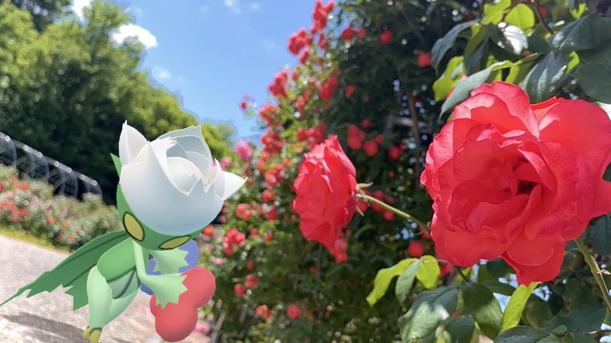 薔薇の園へ ようこそ

pokemon:ロズレイド

#ARofTheDay
#GOsnapshot
#PokemonGO