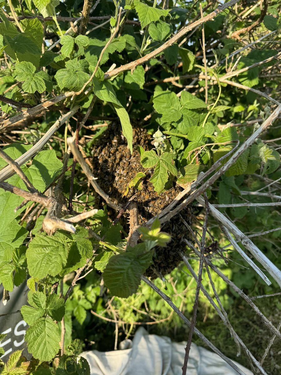 Thesixbees tweet media