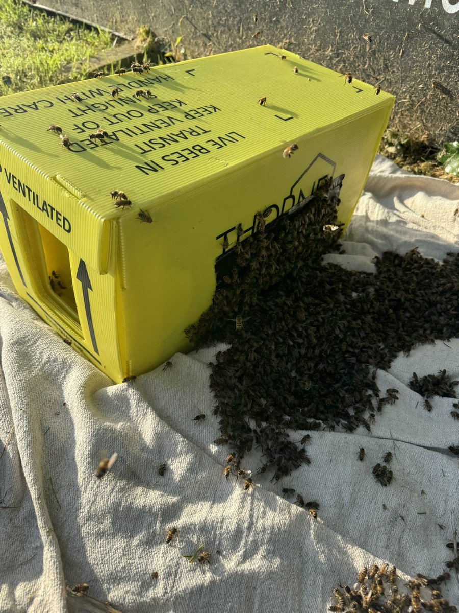 Thesixbees tweet media