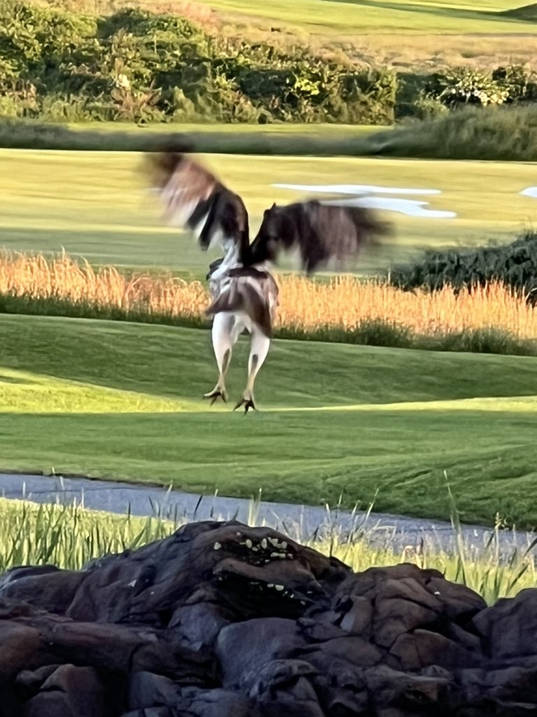 Wildlife loving the rain a lot more than I am.