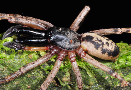 Zootaxa's tweet photo. Advances on the taxonomy of Megalostrata Karsch, 1880 (#Araneae, Corinnidae, Corinninae), with descriptions of two #newspecies 
--A distribution map and key to the six known species of Megalostrata are also provided.
https://t.co/GFaYrEpLlq 
#Taxonomy https://t.co/D28zuwb1hA