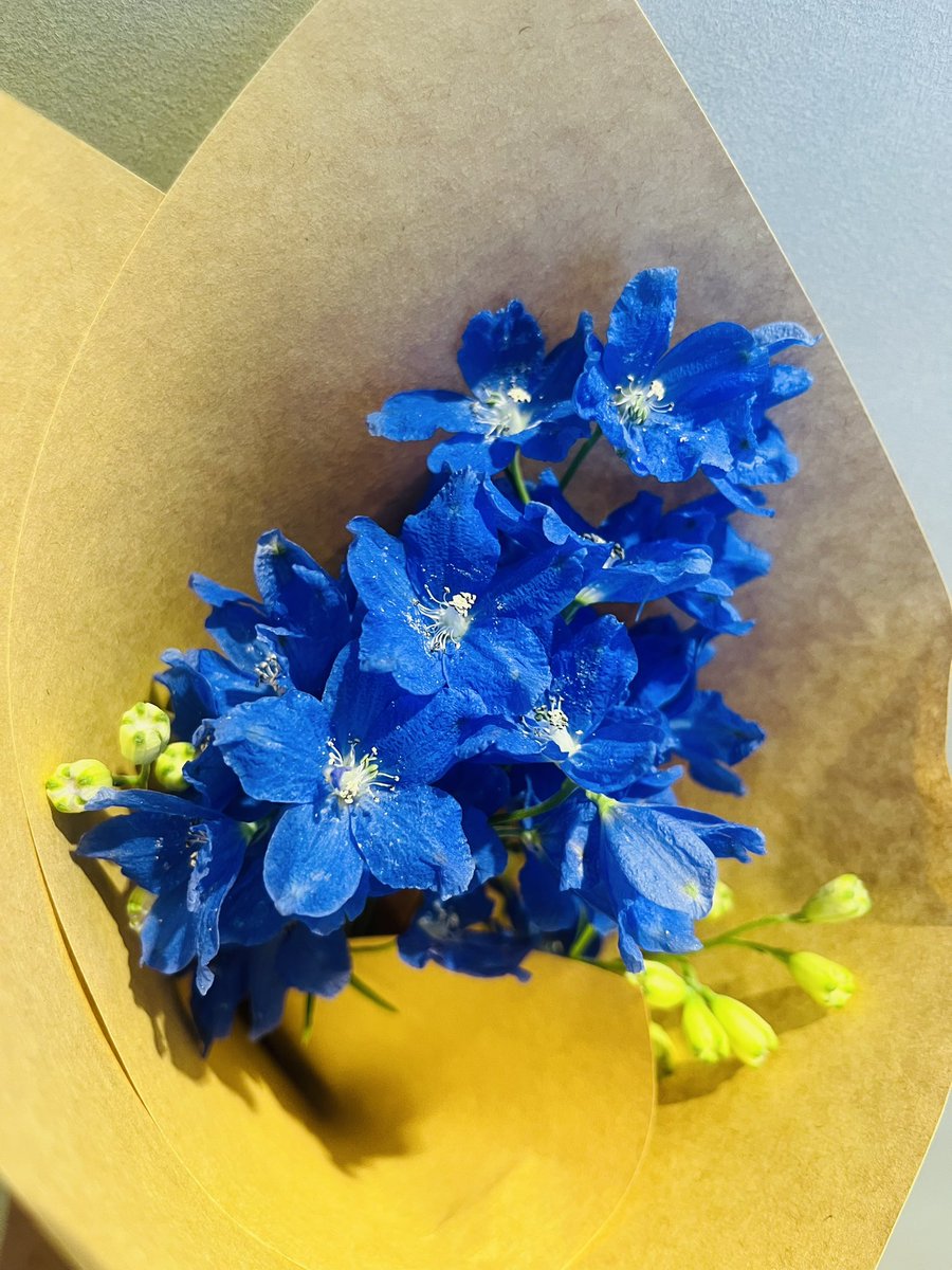 生き物と生きることにとことん向いてないけどお花を少し飾ってみるところから始めるのもいいかもと思って一目惚れした青のデルフィニウム