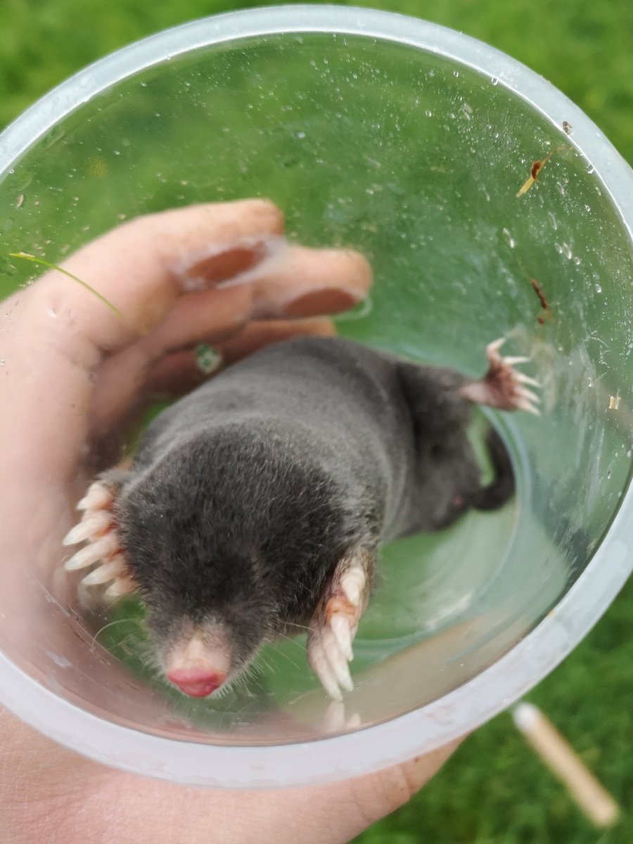 AlexLikesFlies's tweet photo. Fun sighting today whilst preparing a new pitfall trap - this little fella was whizzing around (presumably eating slugs and inverts) before it dove back into the earth!
#mole #FarmEDLife https://t.co/JbMHJ52WlC