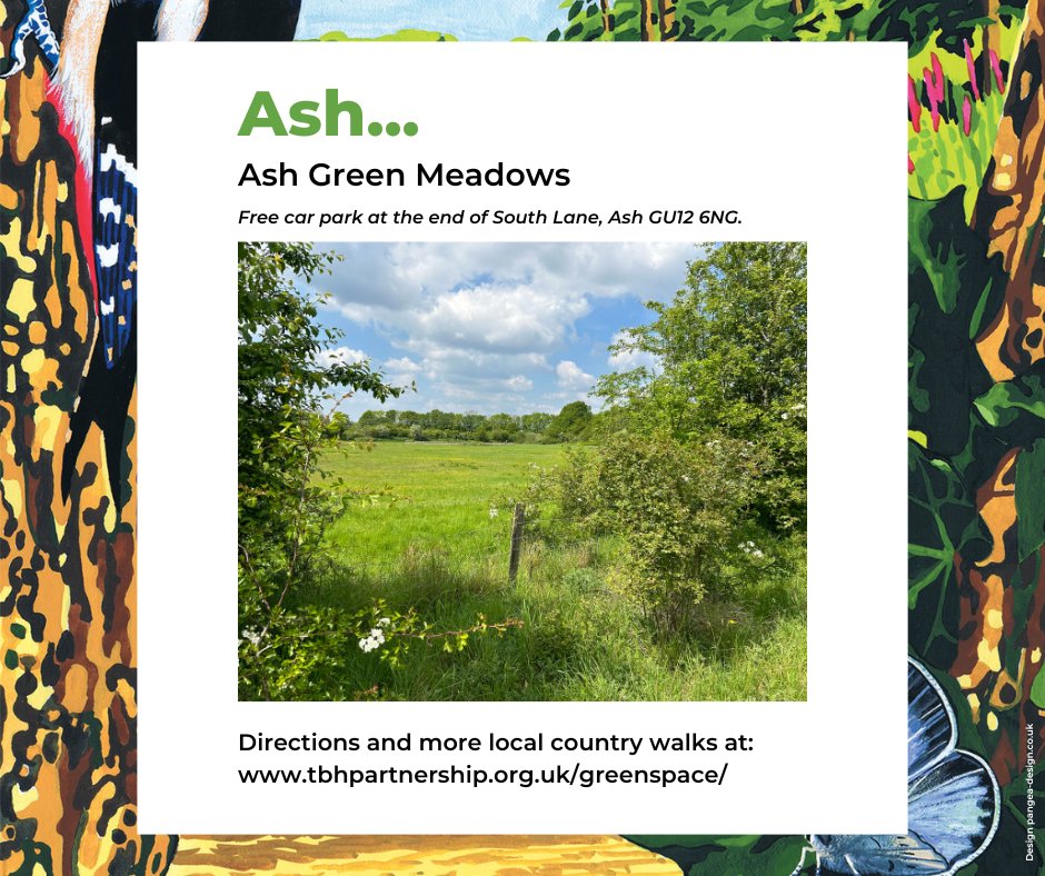 If you haven’t discovered the #GreenspaceOnYourDoorstep walk at Ash Green Meadows yet, do seek it out! It’s a lovely walk through quiet meadows. We love the majestic Oak trees and the space, and at this time of year it’s as pretty as a picture 🖼
👉 tbhpartnership.org.uk/greenspace/ash…