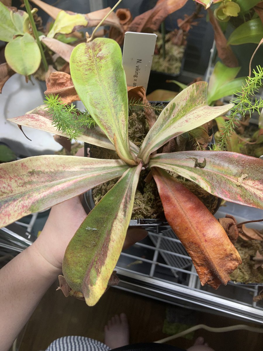 NEWamp2's tweet image. 生存報告！