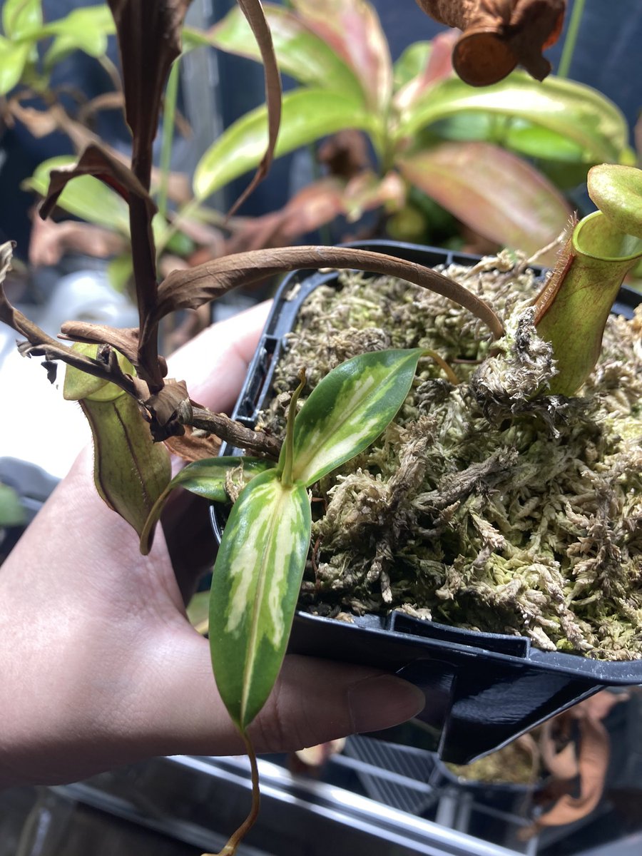 NEWamp2's tweet image. 生存報告！