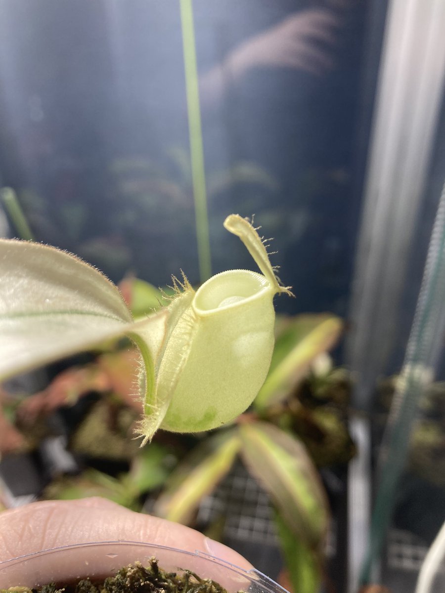 NEWamp2's tweet image. 生存報告！