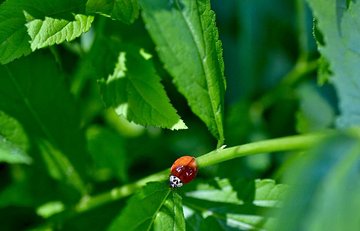 “You only need sit still long enough in some attractive spot in the woods that all its inhabitants may exhibit themselves to you by turns.” ~ Henry David Thoreau