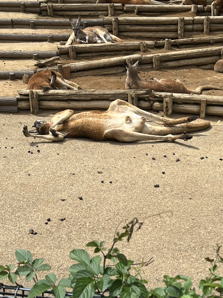 Akkeyman1018's tweet photo. 多摩動物公園に
行って来ました！ https://t.co/wBok5CkJ6Q
