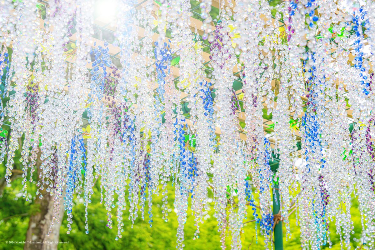 「箱根ガラスの森美術館」crystal glass💫
風と木漏れ日を浴びて光輝く藤の花✨
#NaturePhotograhpy  #flower