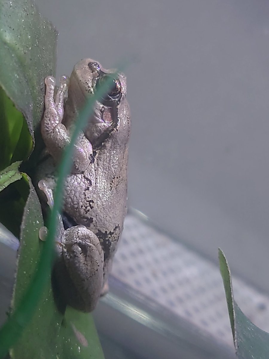 スカイコーラ@爬虫類両生類飼育 tweet media