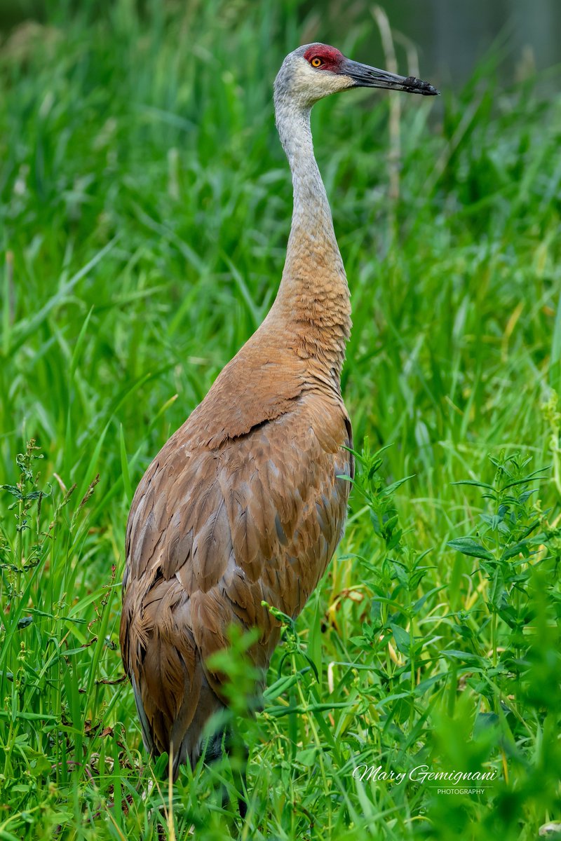 Rufous, male Sandhill parent, standing guard near his colt.