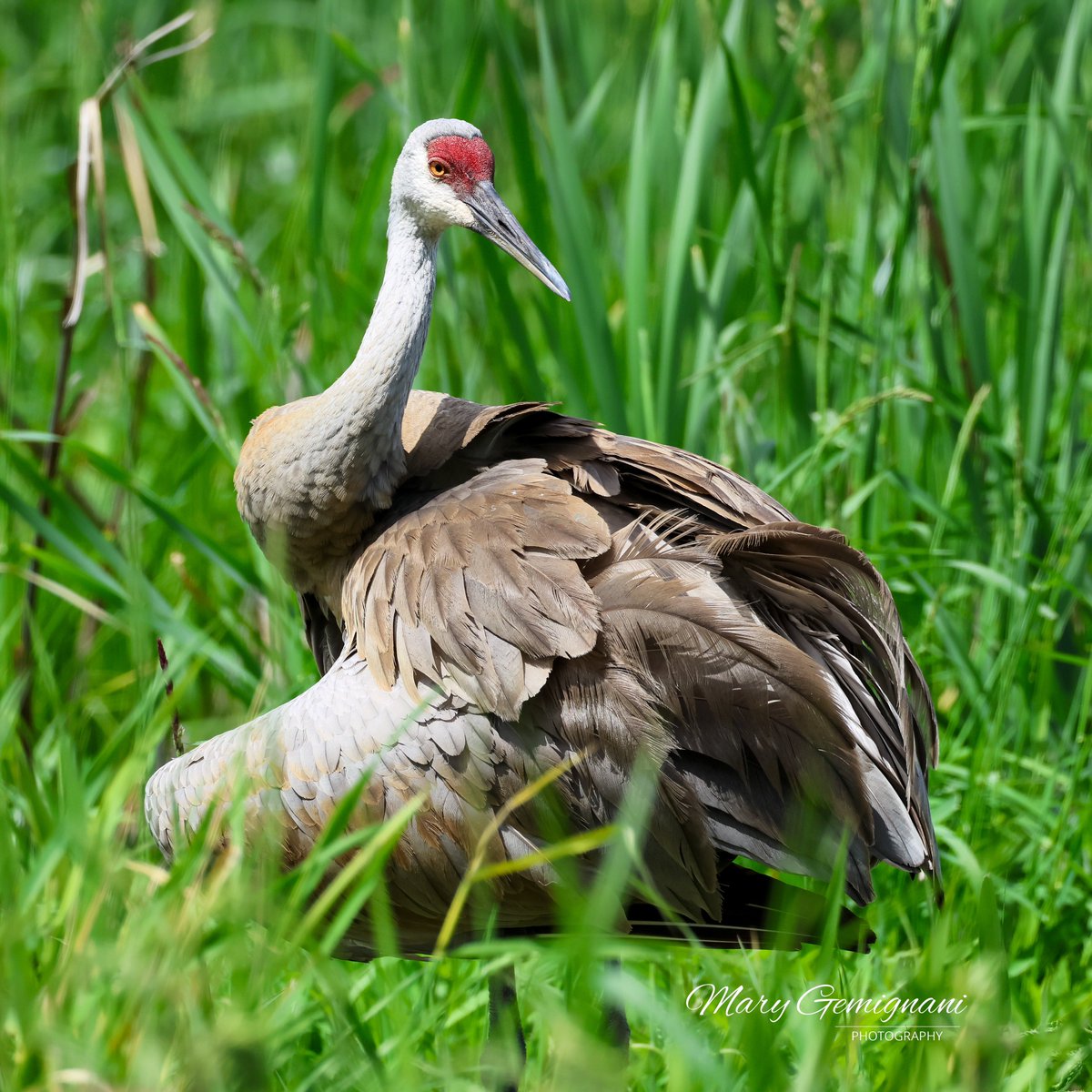 Rupert, female Sandhill parent, takes a moment to preen.