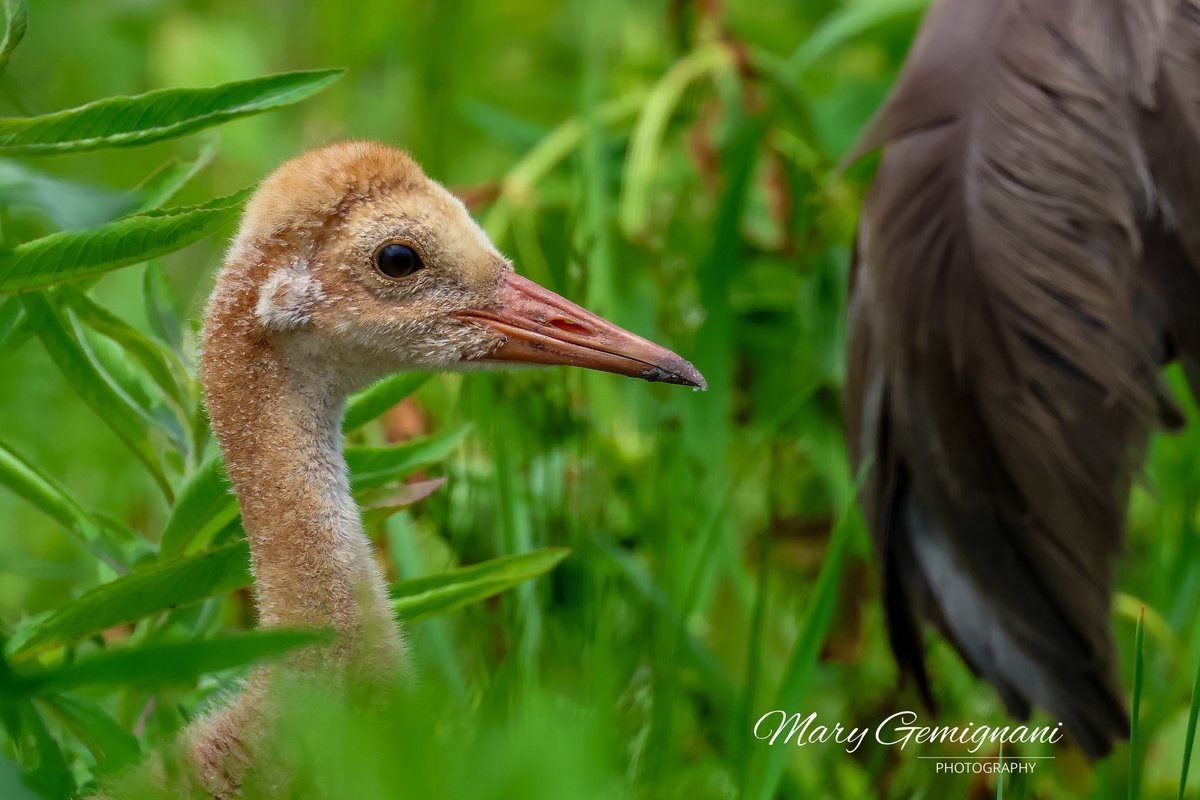 Always.Near.Mom. Sandhill Crane colt.