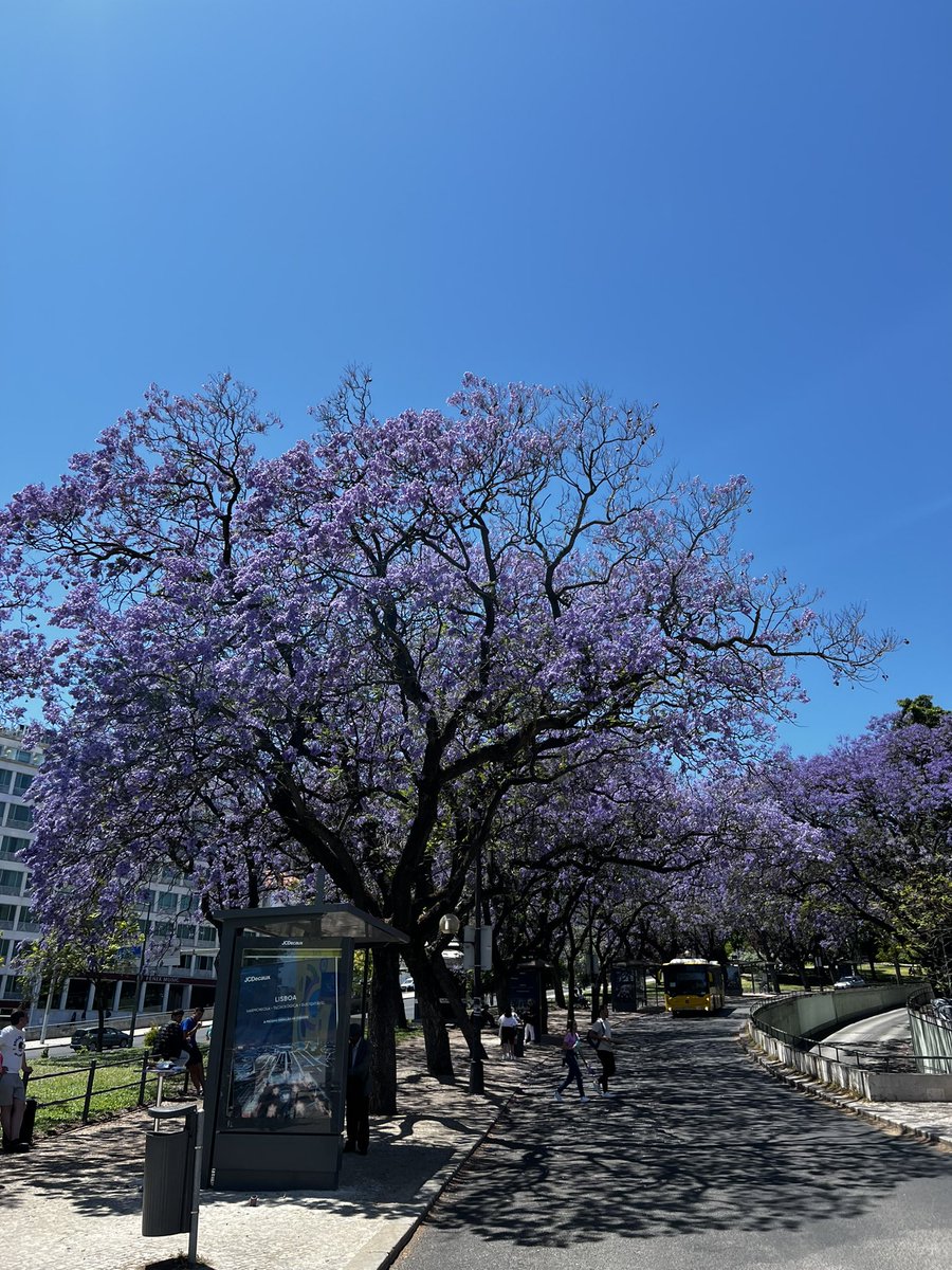 One of the stars of @NFCsummit was seeing Lisbon’s Jacaranda trees in full bloom lining the streets around the venue.