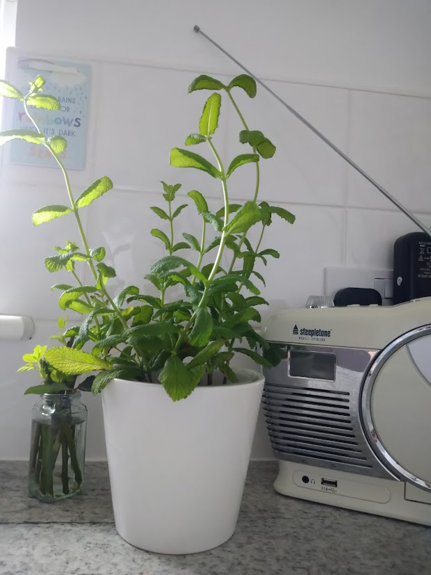 @DailyPicTheme2 I love growing plants from cuttings.  This plant was grown from a pack of cooking mint reduced to 18p!  #DailyPictureTheme  #thrifty