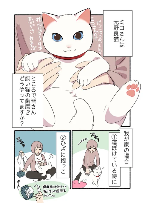歯みがきに抵抗する甘えんぼ猫の話(1/2) #漫画が読めるハッシュタグ #愛されたがりの白猫ミコさん 