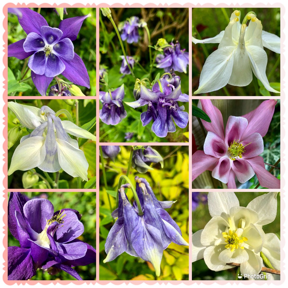 My thrown about aquilegia seed has been beautiful 🤩 #ThursdayVibes #Flowers #seeds #Aquilegia #Gardening