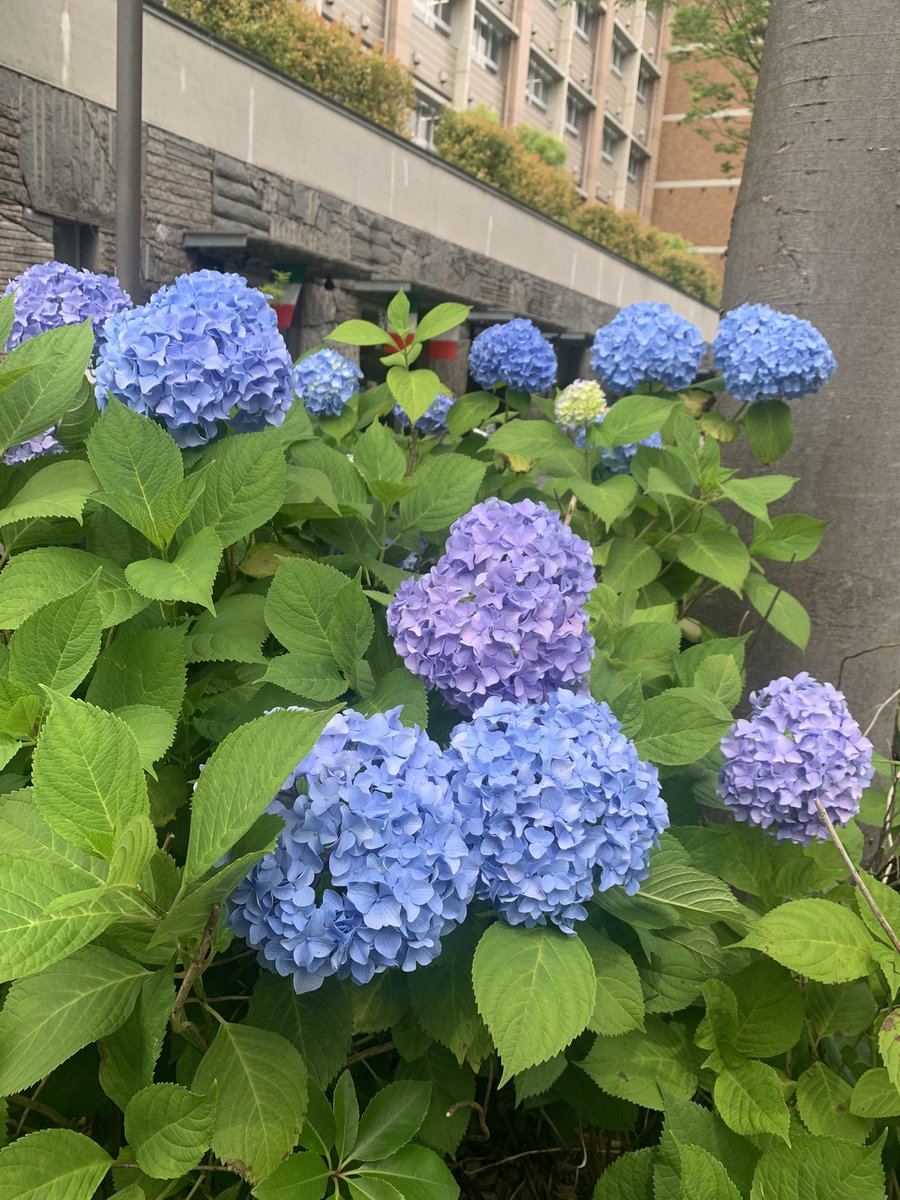 今日の御池通りの紫陽花。「御池ブルー」と呼ばれてるなんて、つい最近まで知らなかった。白いのとかも毎年綺麗です。