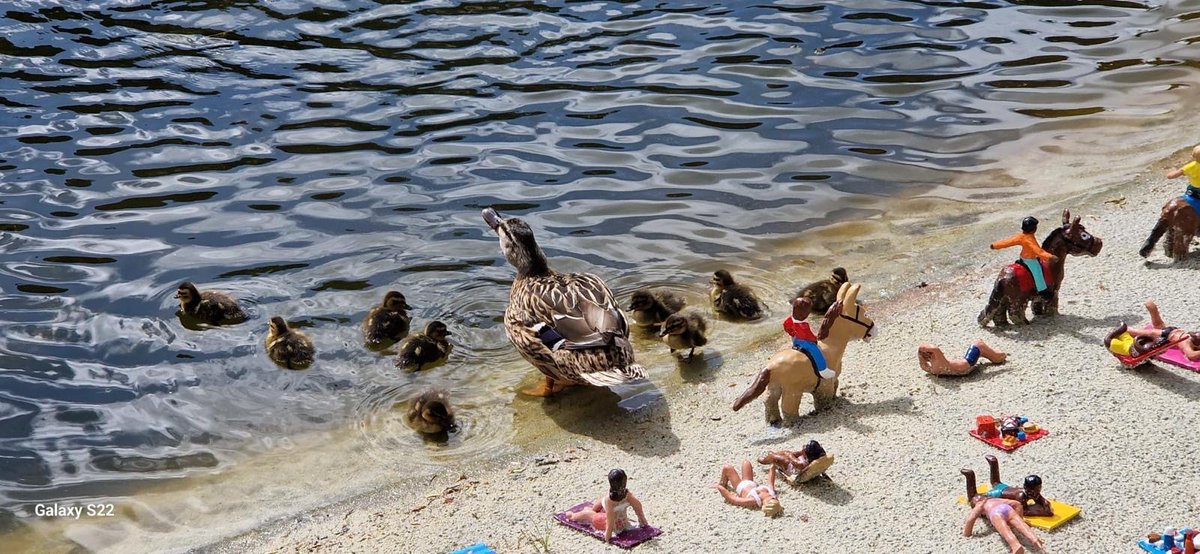 verytinytweets's tweet image. 🦆🏖️ Ducklings Take Over Model Village Beach! 🚣‍♂️

What a quacking surprise! The adorable ducklings have made a splash at the model village beach, and one little adventurer is trying its flippers at kayaking! 🌊🛶

model-village.co.uk

#ducks #devon #modelvillage 🦆🏖️🚣‍♂️