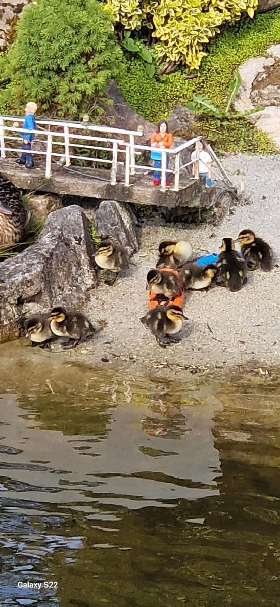 verytinytweets's tweet image. 🦆🏖️ Ducklings Take Over Model Village Beach! 🚣‍♂️

What a quacking surprise! The adorable ducklings have made a splash at the model village beach, and one little adventurer is trying its flippers at kayaking! 🌊🛶

model-village.co.uk

#ducks #devon #modelvillage 🦆🏖️🚣‍♂️