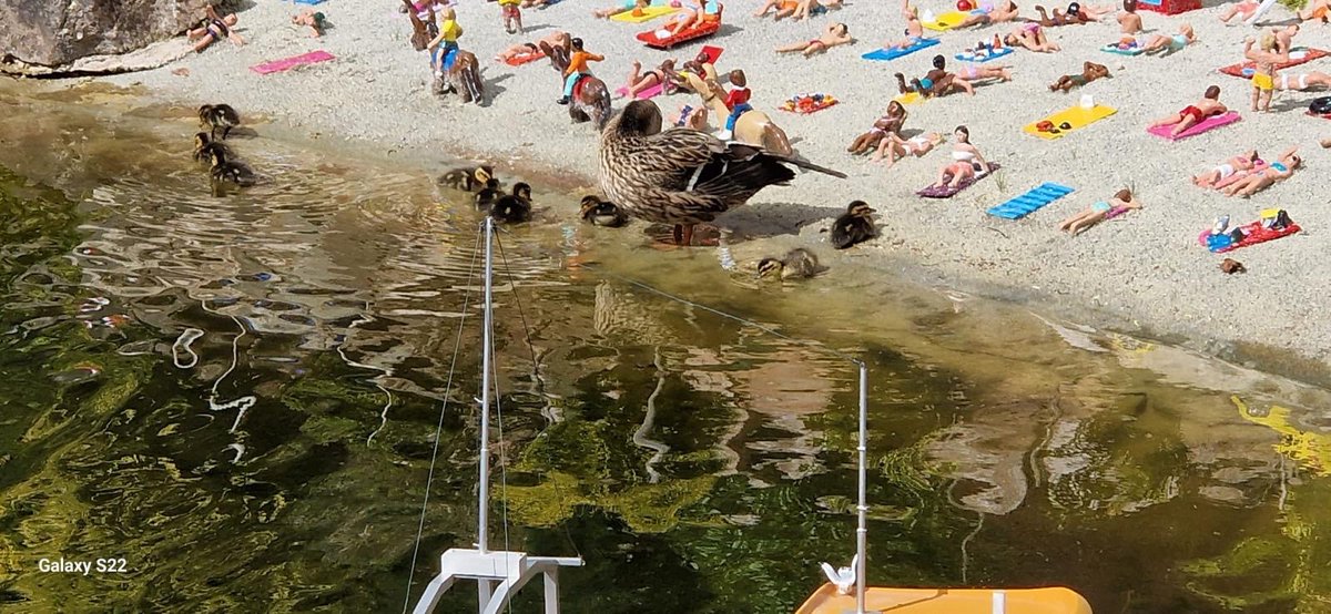 verytinytweets's tweet image. 🦆🏖️ Ducklings Take Over Model Village Beach! 🚣‍♂️

What a quacking surprise! The adorable ducklings have made a splash at the model village beach, and one little adventurer is trying its flippers at kayaking! 🌊🛶

model-village.co.uk

#ducks #devon #modelvillage 🦆🏖️🚣‍♂️